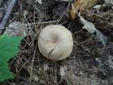 Clitocybe martiorum image