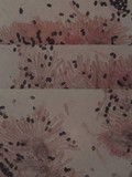 Panaeolus guttulatus image