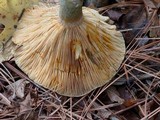 Lactarius chelidonium image