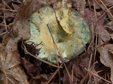Lactarius chelidonium image