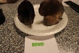 Russula densifolia image