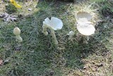 Amanita chrysoblema image