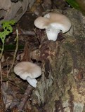 Pleurotus pulmonarius image
