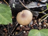 Pluteus nanus image
