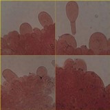 Pluteus nanus image