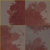 Pluteus nanus image