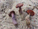 Laccaria trullisata image