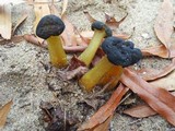 Leotia viscosa image