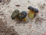 Leotia viscosa image