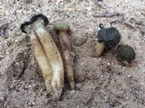 Leotia viscosa image