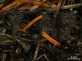 Cyathus helenae image