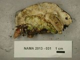 Bjerkandera adusta image