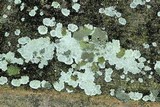 Lepraria cryophila image