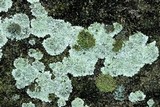 Lepraria cryophila image