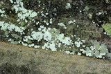 Lepraria cryophila image