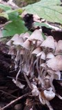 Mycena inclinata image
