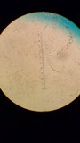 Mycena inclinata image