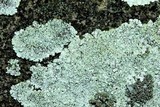 Lepraria cryophila image