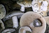 Hebeloma crustuliniforme image