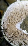 Hebeloma crustuliniforme image