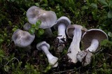 Cortinarius griseoviolaceus image