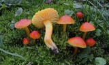 Hygrocybe reidii image