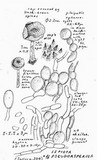 Echinoderma pseudoasperulum image