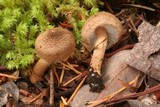 Inocybe lacera var. lacera image