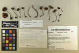 Inocybe lacera var. lacera image