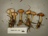 Rhodocollybia lentinoides image