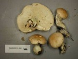 Leucopaxillus laterarius image