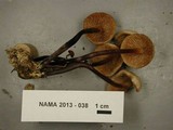 Marasmius cohaerens image