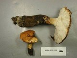 Polyporus radicatus image