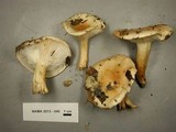 Hygrophorus flavodiscus image