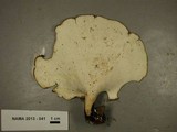 Royoporus badius image