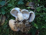 Lepiota subincarnata image