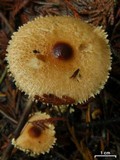 Lepiota magnispora image