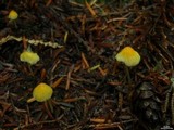 Mycena oregonensis image