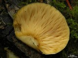 Sarcomyxa serotina image