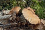 Gyroporus castaneus image