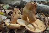Gyroporus castaneus image