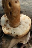 Gyroporus castaneus image