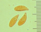 Marasmius calhouniae image