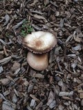 Agaricus porphyrocephalus image