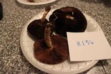 Agaricus porphyrocephalus image