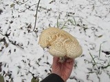 Hypsizygus ulmarius image