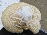 Hypsizygus ulmarius image
