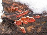 Merulius tremellosus image