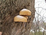 Phaeolepiota aurea image