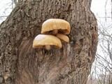Phaeolepiota aurea image